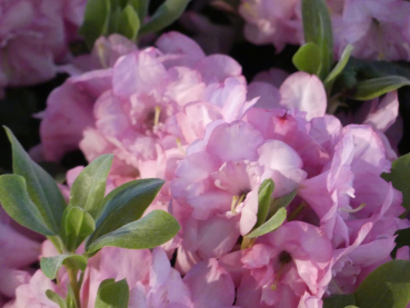 Rhododendron hybride Bardia