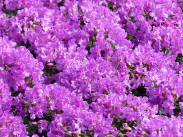 Rhododendron / Alpenrose Radistrotum Select - Rhododendron Radistrotum Select