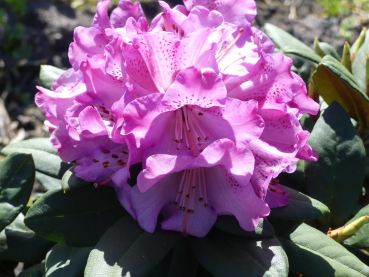 Rhododendron degronianum Fruehlingsleuchten