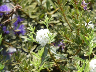 Rhododendron / Alpenrose Artic Tern - Rhododendron trichostomum Artic Tern