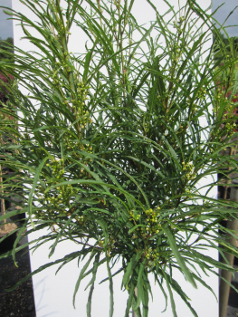 Hochstamm Farnblättriger Faulbaum Minaret 1