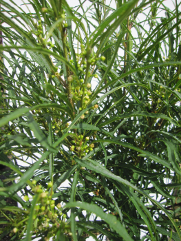 Preview: Hochstamm Farnblättriger Faulbaum Minaret 3