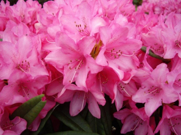 Rhododendron / Alpenrose Rosa Perle - Rhododendron makinoi Rosa Perle