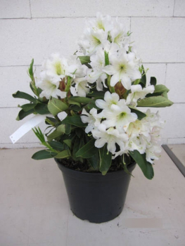 Rhododendron Dufthecke 1