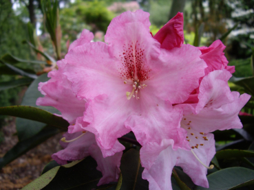 Rhododendron Hybride Katavi
