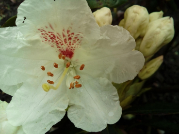 Großblumige Alpenrose Breslau 1