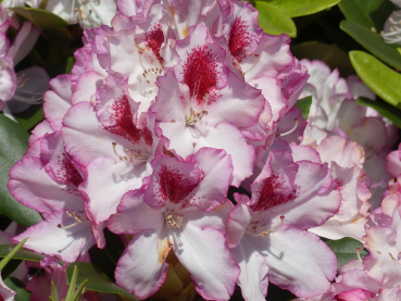 Rhododendron Hybride Cassata