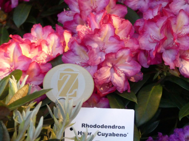 Rhododendron Hybride Cuyabeno 1