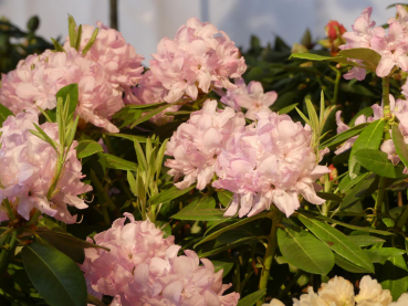 Rhododendron Hybride Dzanga Sangha 2