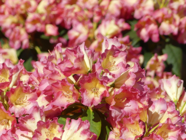 Rhododendron Hybride Feuer + Flamme 1