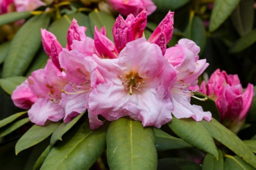 Rhododendron Hybride Great Gobi 1