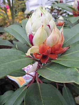 Rhododendron Hybride Hans Hachmann 2