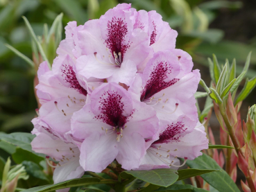 Rhododendron Hybride Herbstfreude 1