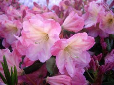 Rhododendron fortunei Hybride Ngorongoro - Großblumige Rhododendron - 30-40cm - duftend