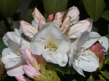 Rhododendron Hybride Pumalin 1