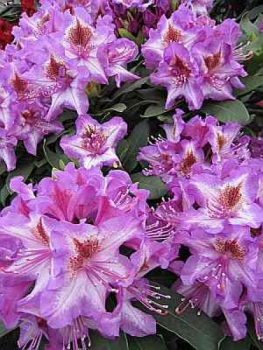 Großblumige Alpenrose Sternschnuppe 1