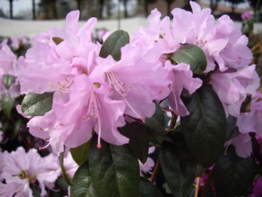 Rhododendron / Alpenrose Praecox - Rhododendron Praecox