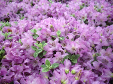 Rhododendron / Alpenrose Radistrotum - Rhododendron Radistrotum