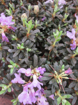Preview: Rhododendron Frosthexe 2