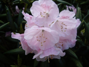 Rhododendron anwheiense