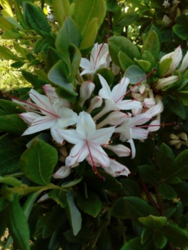 Rhododendron arborescens