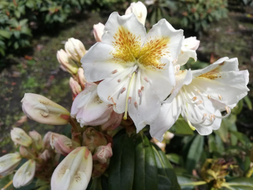 Rhododendron brachycarpum ssp. fauriei