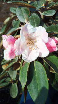 Rhododendron bureavii x pachysanthum Special Dane 1