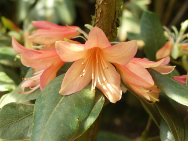 Rhododendron carolinianum Briskra