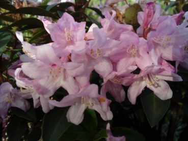 Rhododendron ferrugineum Tottenham