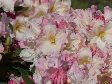 Rhododendron fortunei Hybride Pingo 1