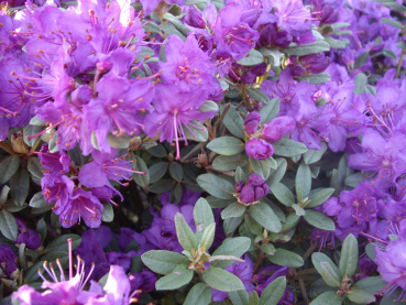 Rhododendron hippophaeoides Blue Silver