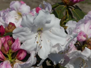 Rhododendron Hybride Bighorn
