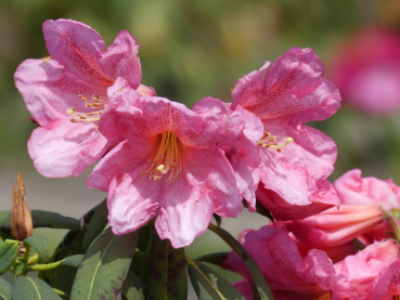 Rhododendron Hybride Camdeboo