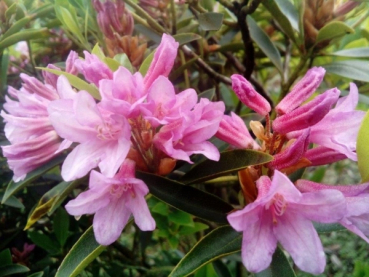 Rhododendron / Alpenrose - Rhododendron laetevirens 30-40cm
