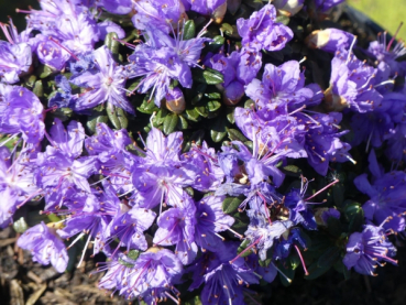 Rhododendron litangense 1