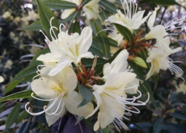 Rhododendron lutescens 1