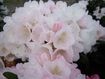 Rhododendron makinoi Makiyak 1