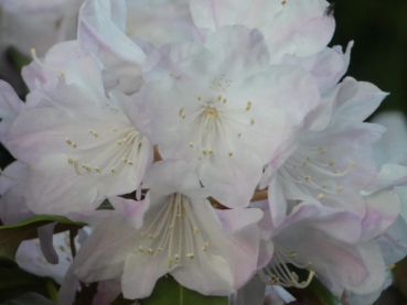 Wild Rhododendron / Alpenrose - Rhododendron metternichii 1