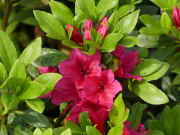 Japanische Azalee Geisha Red Synonym Kazuko 1