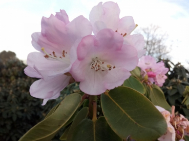 Wild Rhododendron / Alpenrose - Rhododendron oreodoxa