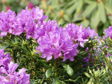 Rhododendron ponticum cheiranthifolium 1