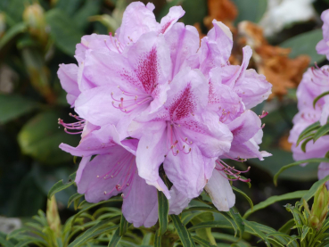 Rhododendron ponticum Filigran 1