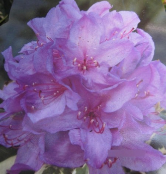 Preview: Pontische Rhododendron Variegatum 2