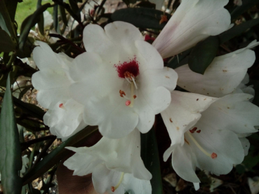 Wild Rhododendron / Alpenrose - Rhododendron praevernum 1
