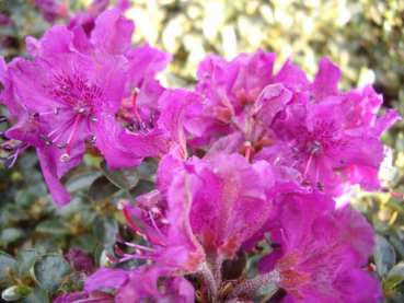 Preview: Rhododendron prostratum 2