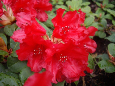 Rhododendron / Alpenrose Bad Eilsen - Rhododendron repens Bad Eilsen