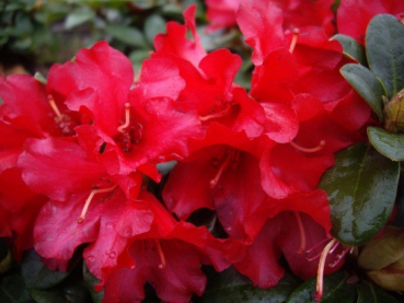 Rhododendron / Alpenrose Bengal - Rhododendron repens Bangal