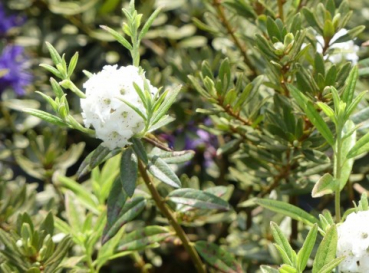 Rhododendron / Alpenrose Artic Tern - Rhododendron trichostomum Artic Tern