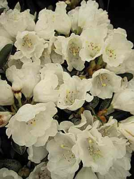 Rhododendron yakushimanum Dr. Serbin 1