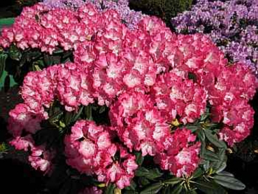 Ball Rhododendron Fantastica 2